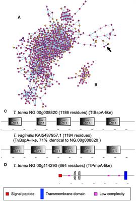 Comparative genomics between Trichomonas tenax and Trichomonas vaginalis: CAZymes and candidate virulence factors